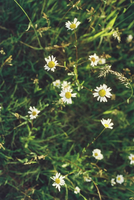 a field with small white flowers that are blooming