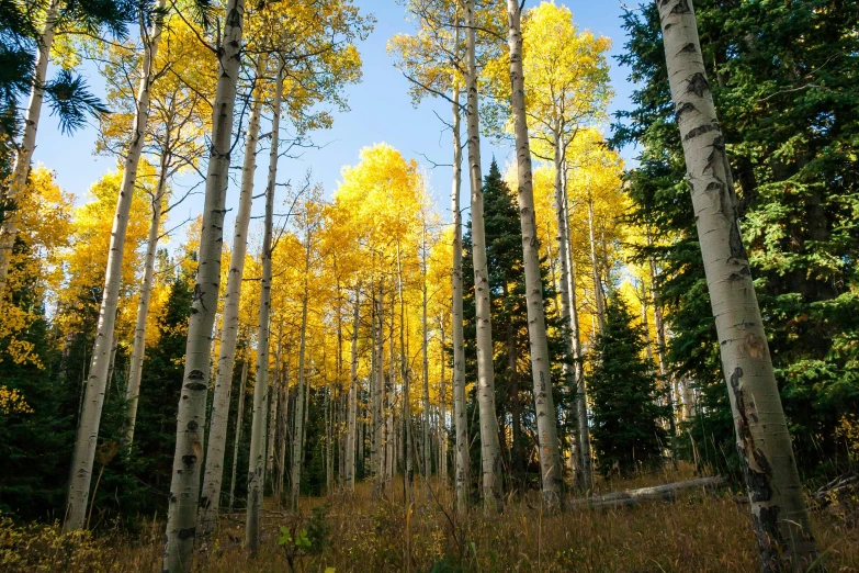 the bright yellow trees are the backdrop for many trees in a forest