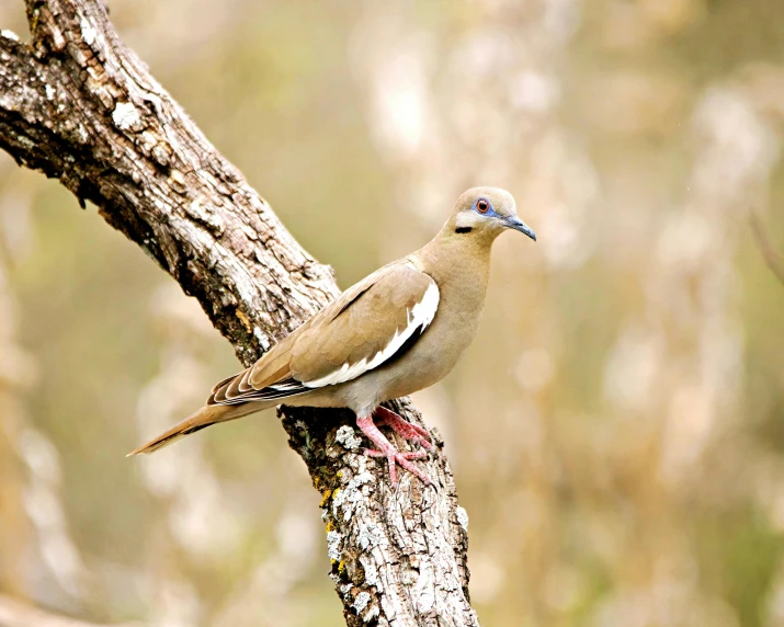 a bird that is sitting on a tree nch