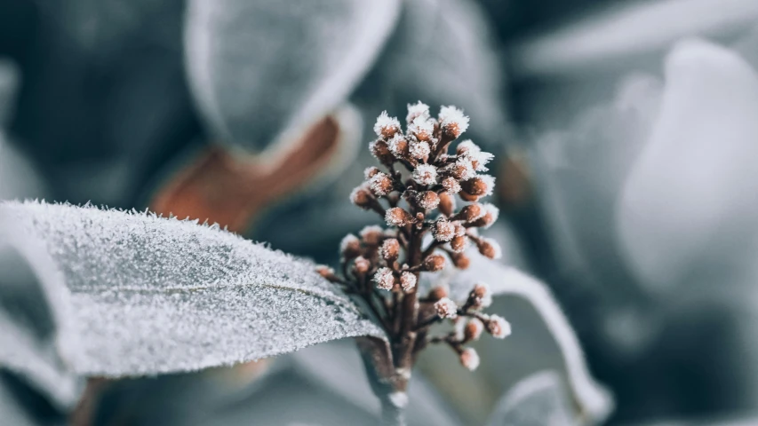 an up close view of a snow covered flower