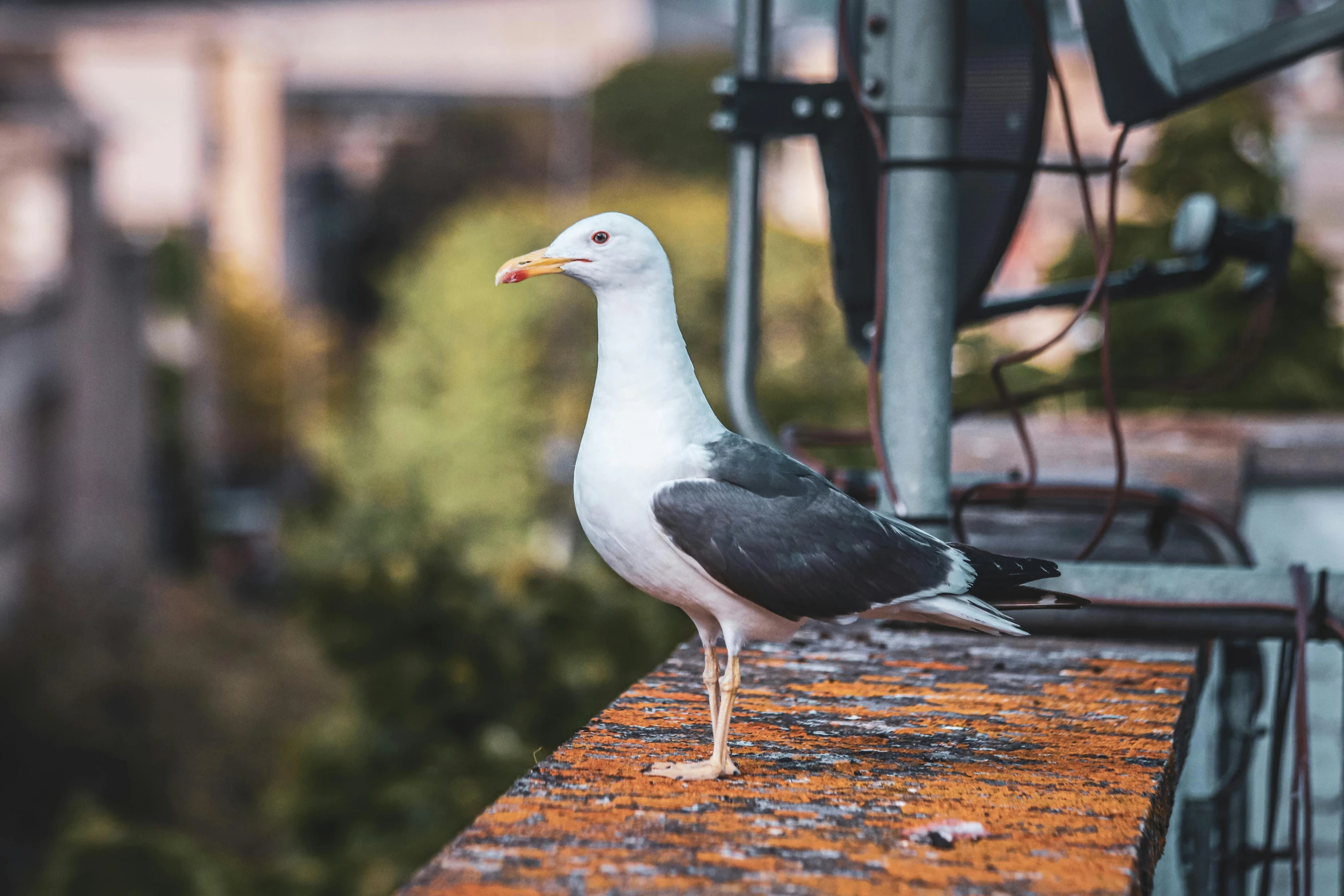 a grey and white bird sitting on top of a wooden fence