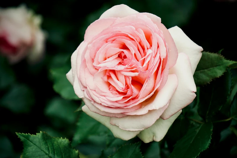 the pink rose is ready to bloom in the garden