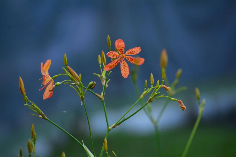 an orange flower with tiny orange flowers on it