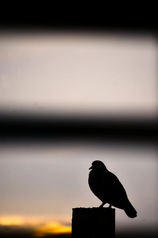 a small bird perched on top of a wooden post