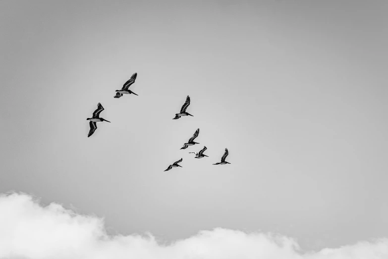 a flock of birds flying through the sky