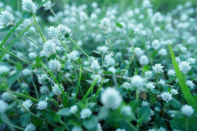 white flowers and green grass that have been pollted