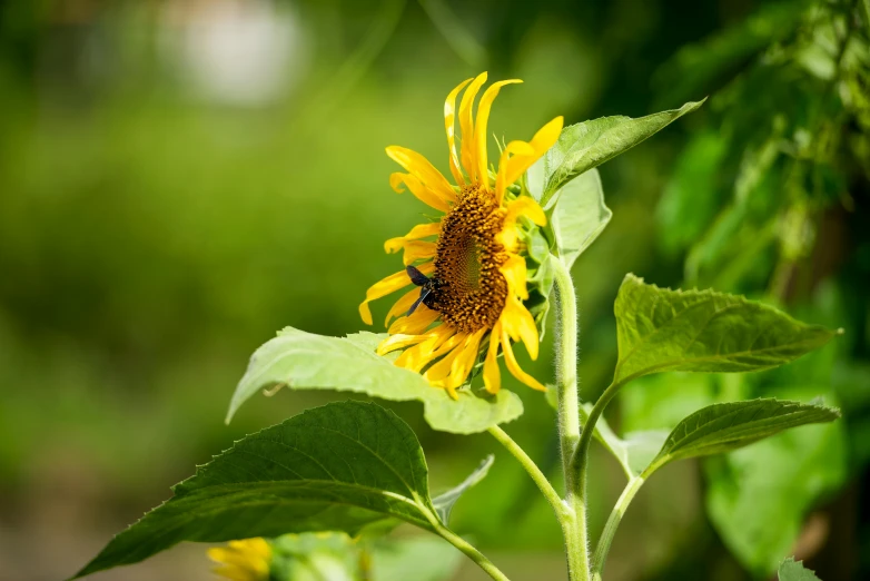 a sunflower with bees on it next to a leafy field