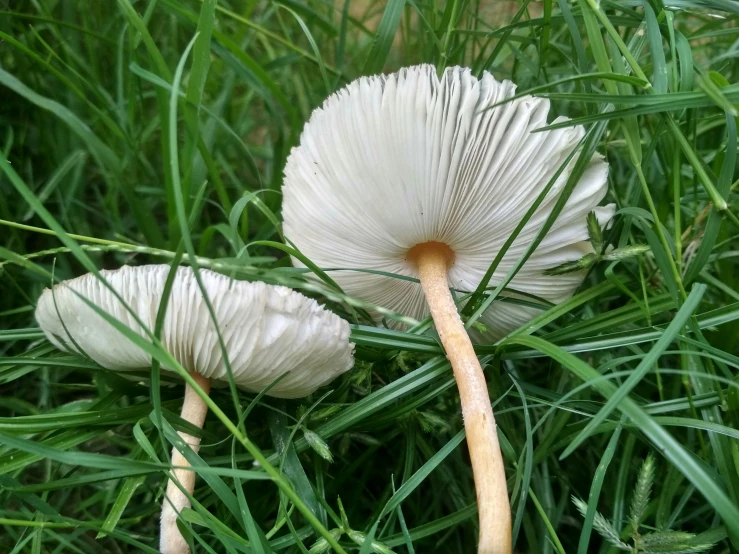 a couple of mushrooms in some green grass