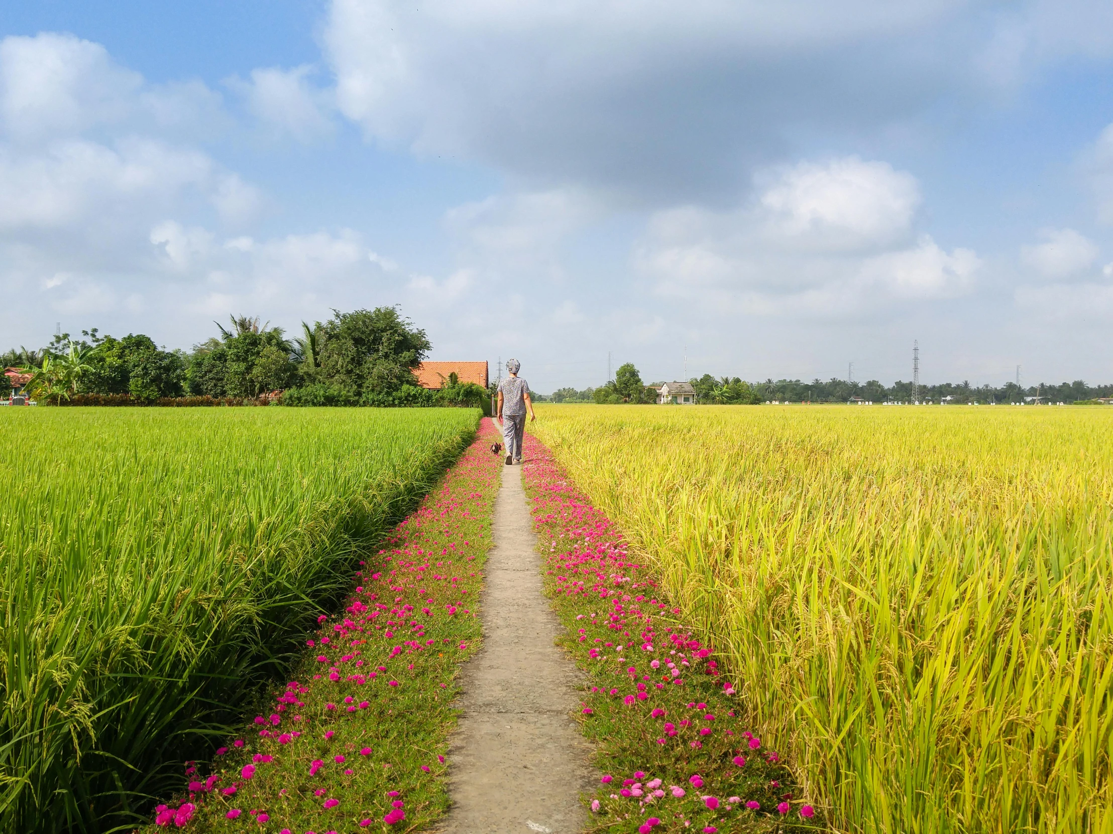 two separate sides of a grassy field where a person walks