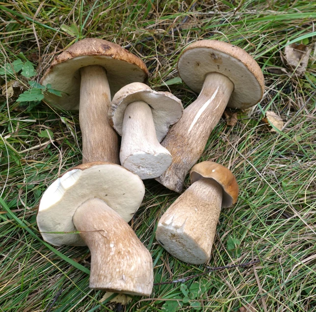 a bunch of mushrooms sitting in the grass