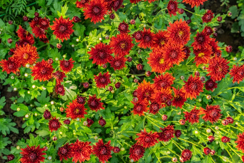 some red and green leaves and flowers and plants