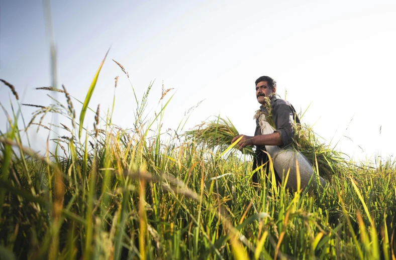 man carrying grass to feed on farm equipment