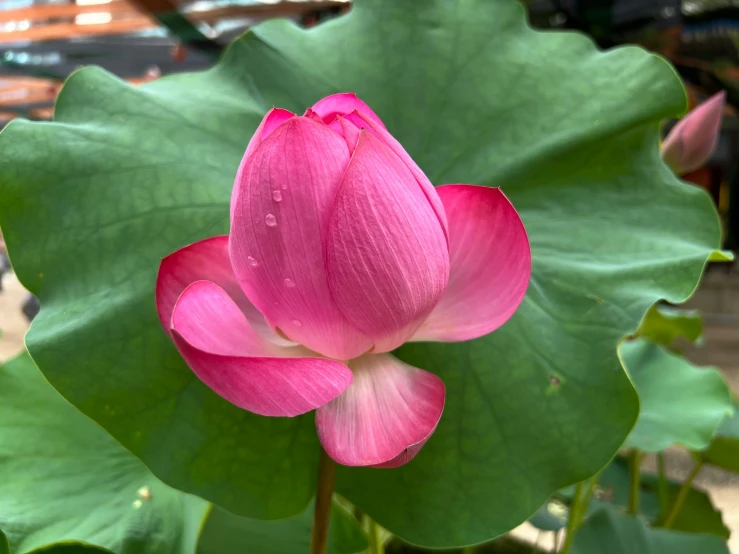 a pink lotus flower sitting on top of a green leaf