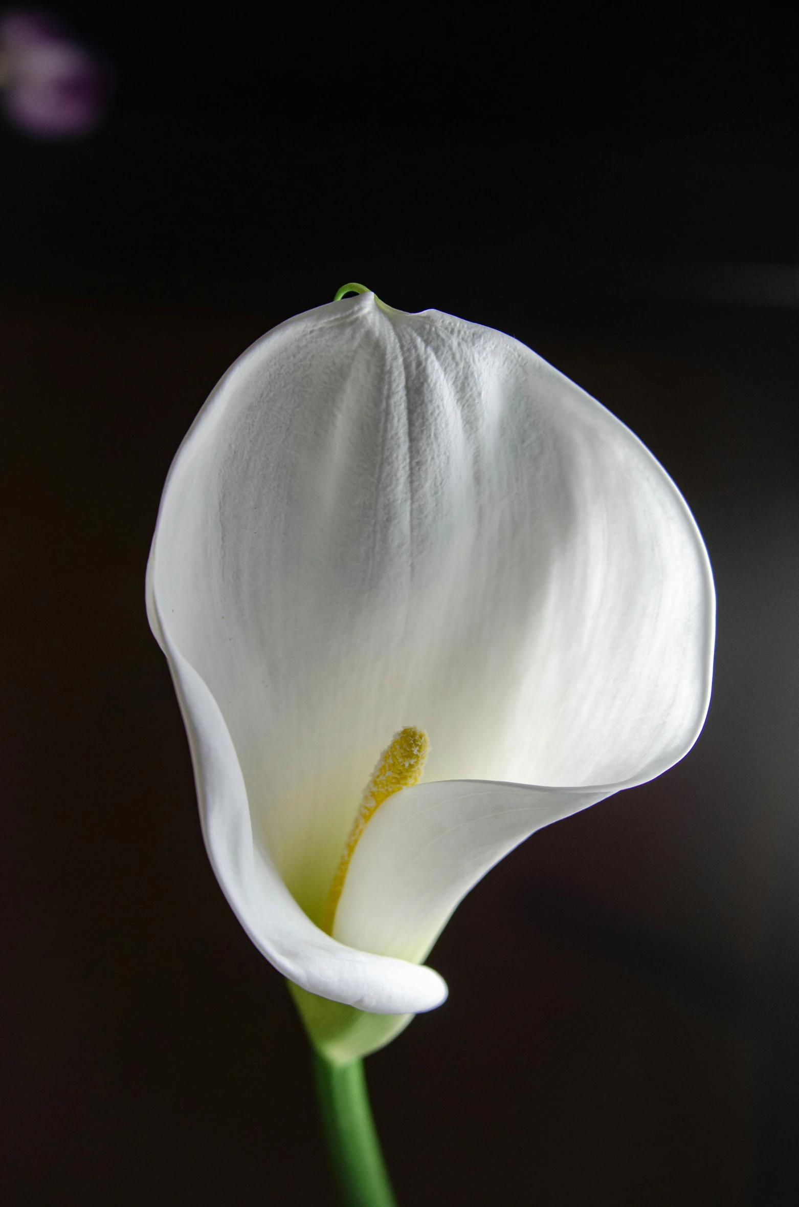 an open white flower is placed on a brown surface