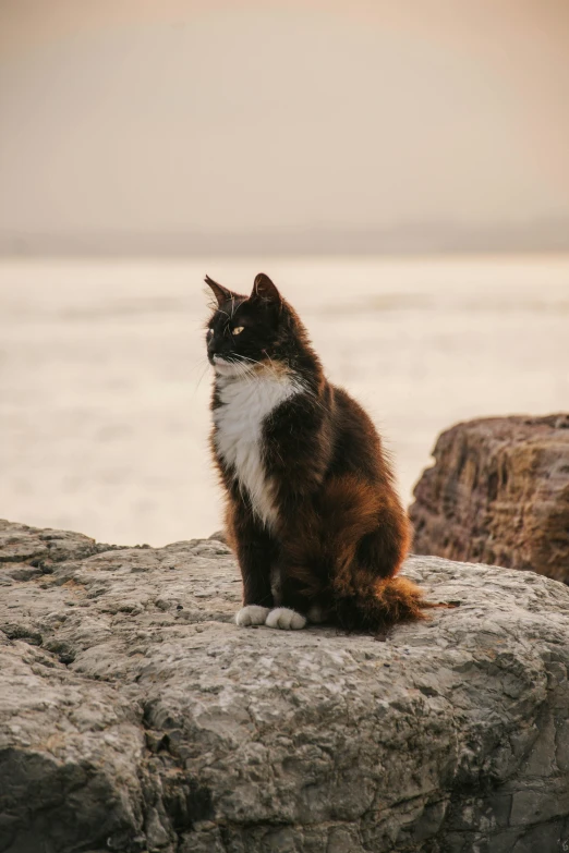 cat sitting on top of a rock next to the ocean