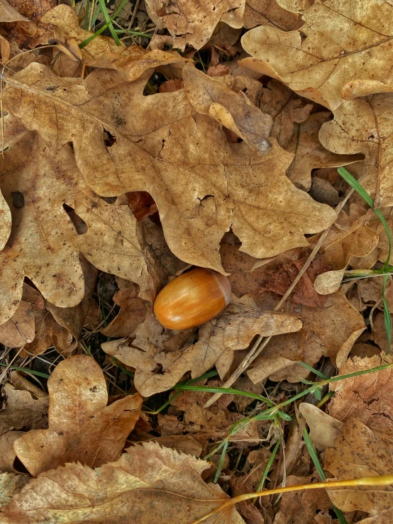 a nut sits on some leaves in the ground
