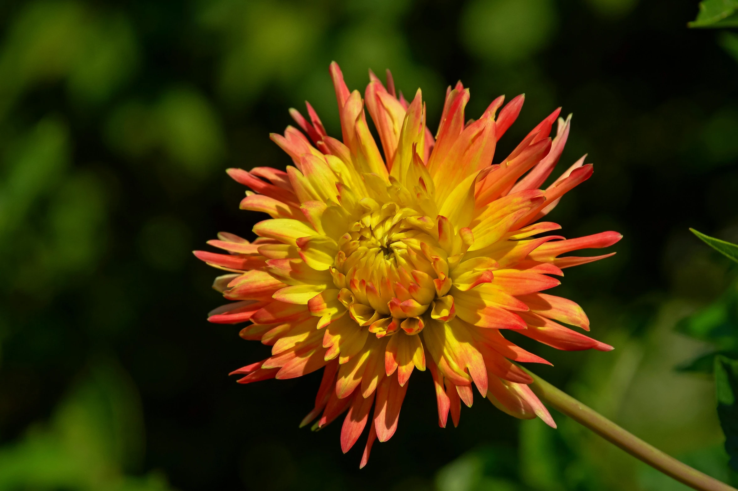 the yellow and red flower is on the green plant