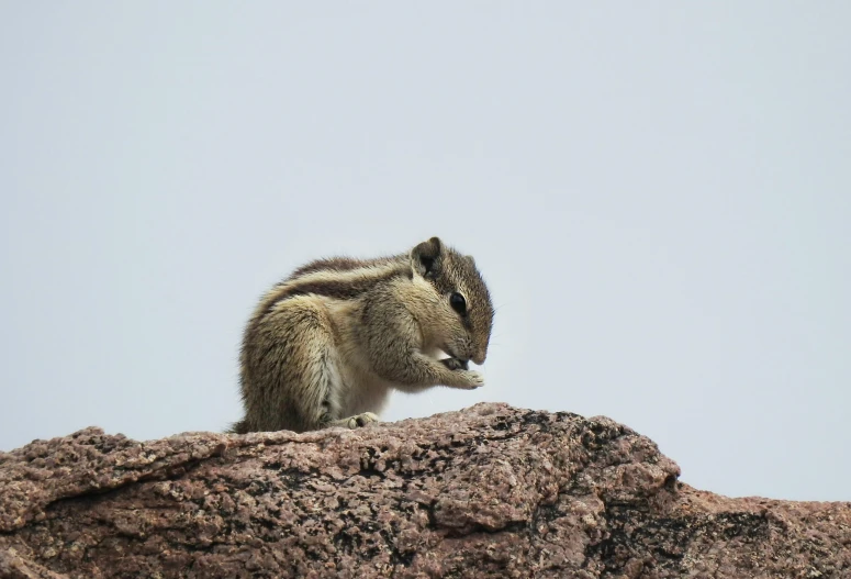 an animal is standing on the top of a rock