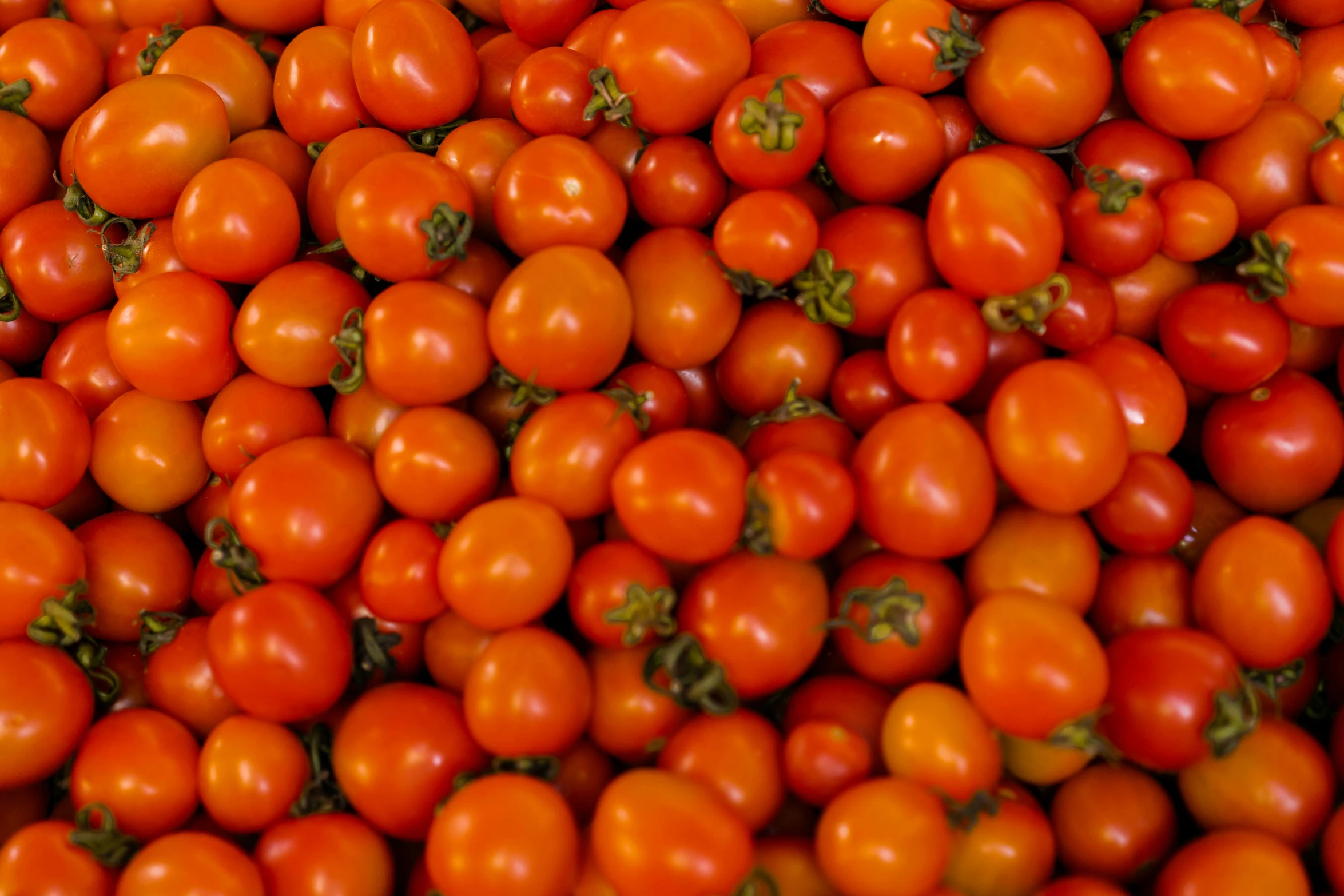 a close up of red tomatoes from the market