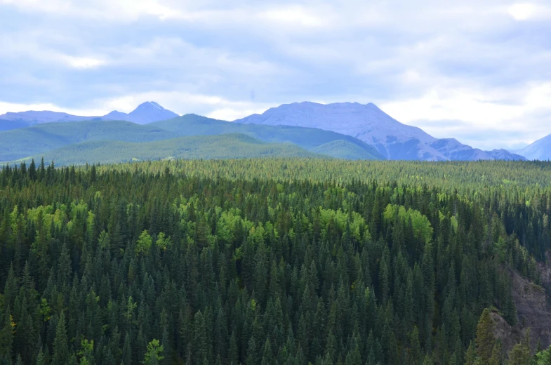 a very big tree forest on a cloudy day