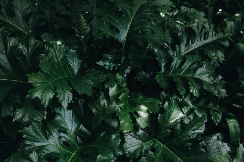 green leaves of an exotic plant in a jungle setting