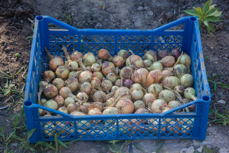 a blue crate filled with lots of bananas