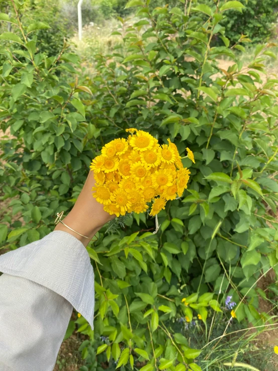 a person's hand holding a bunch of flowers next to a field