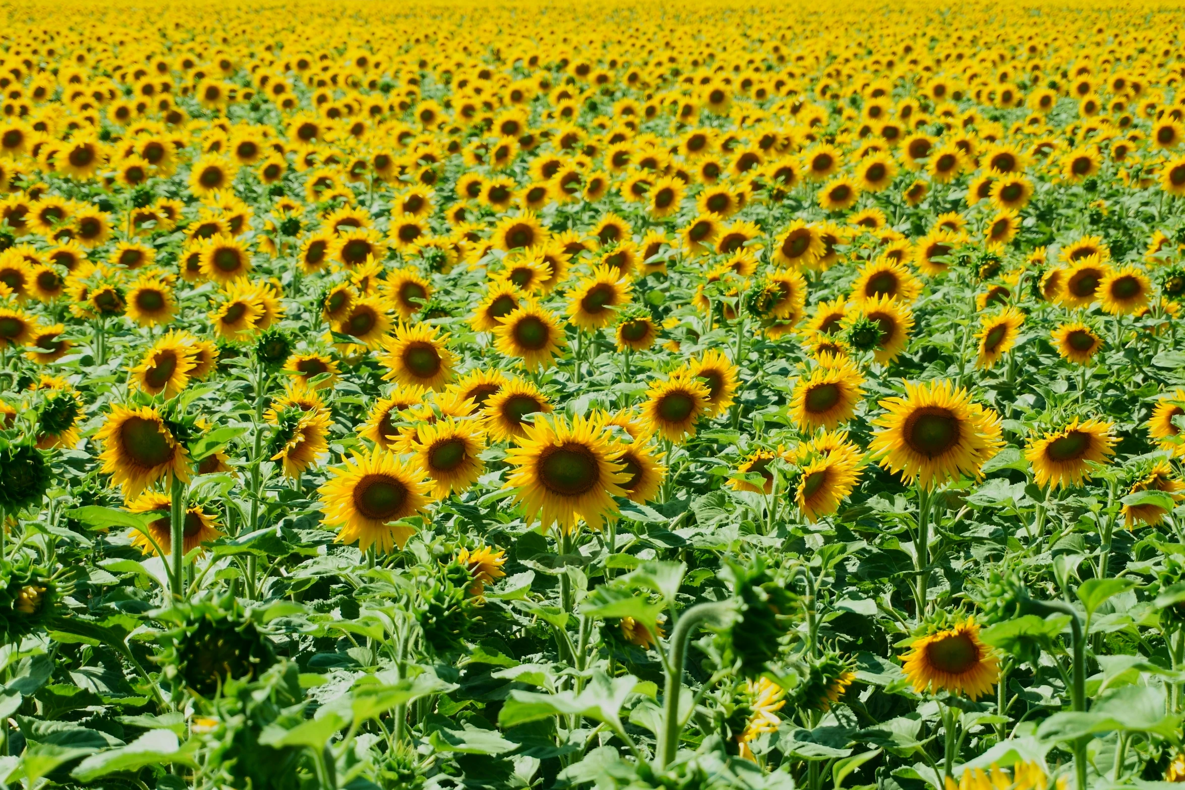 a large sunflower field with yellow flowers