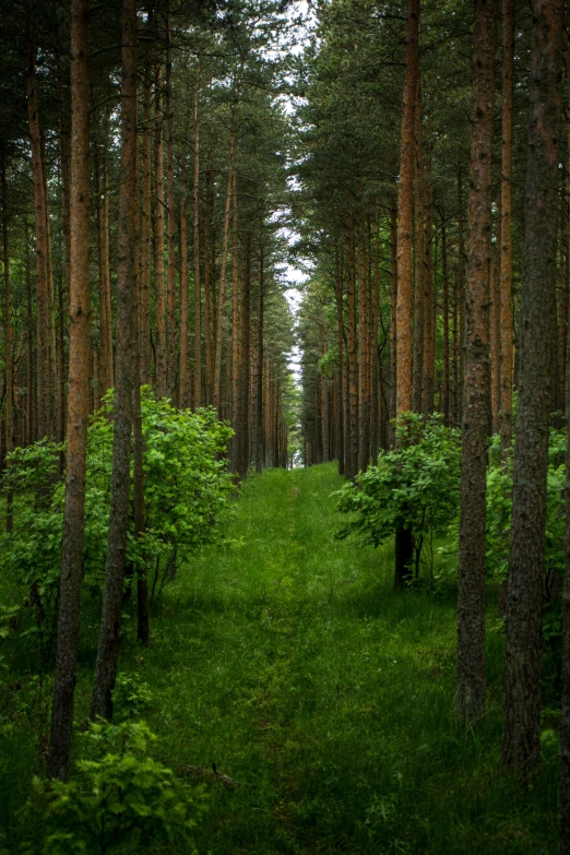 a grove of pine trees in the middle of the woods