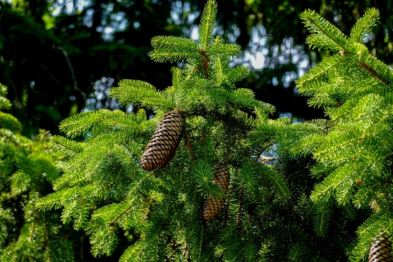 the nches of a pine tree are being defaced