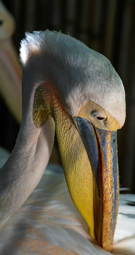 a bird that is sitting down with it's neck around it