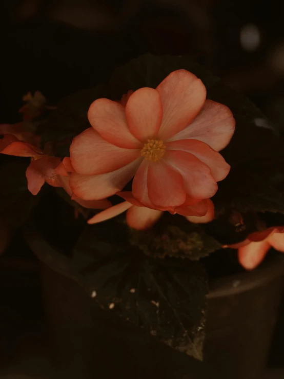 a red and yellow flower in a flower pot