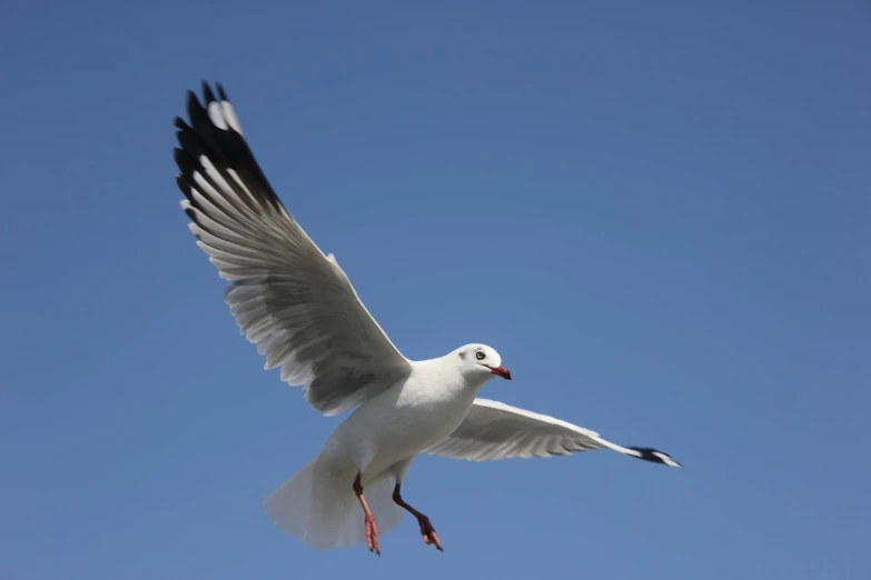 a white bird flying in the air on a clear day