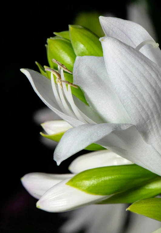 closeup of a white flower with green stem and leaves