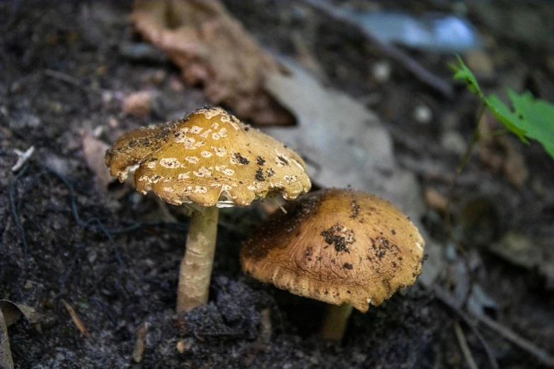 mushrooms that are sitting in the dirt on the ground