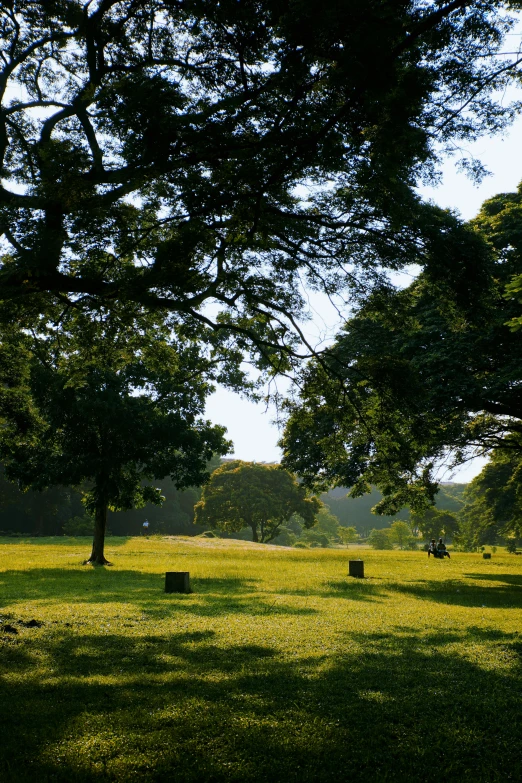 a number of cows grazing in a field near trees