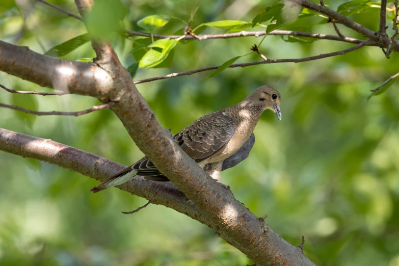 a small bird perched on top of a tree nch