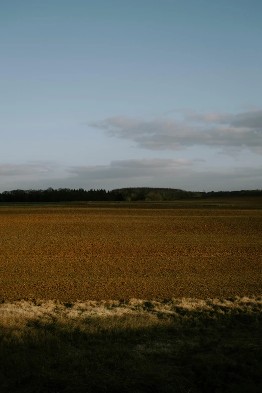 a lone tree sitting in a field on the side of a hill