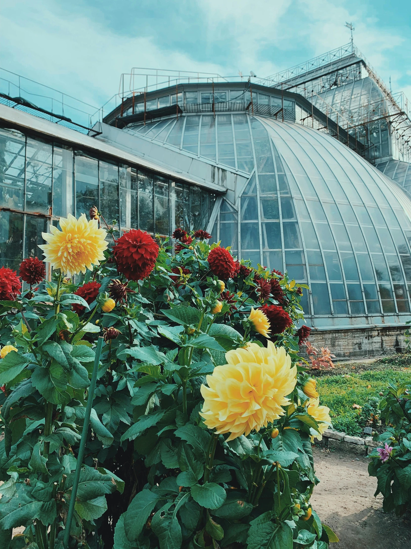 the large yellow flowers are in the flower pot by the glass greenhouse