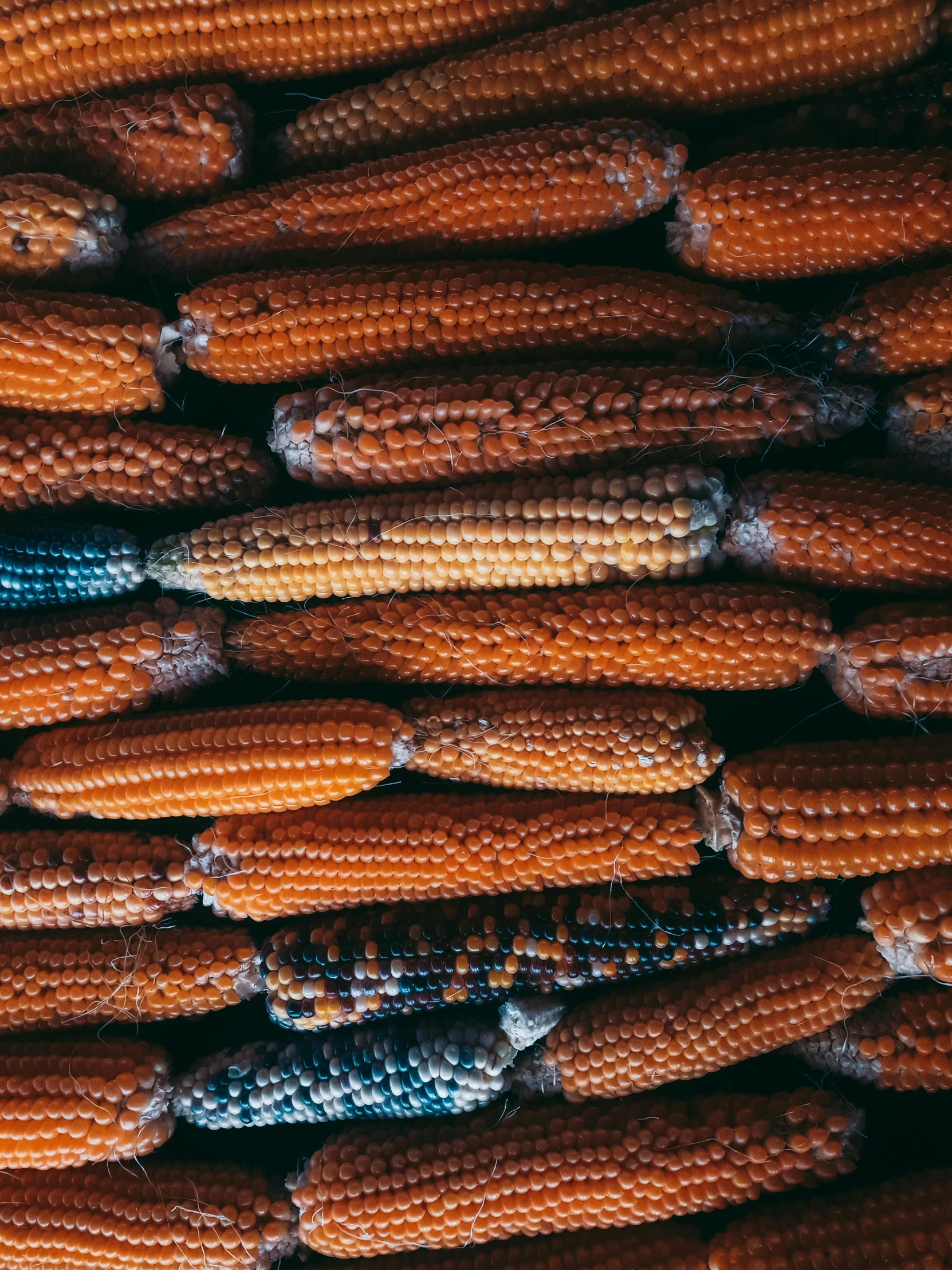 corn on the cob ready to be sold at a market