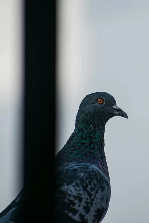 a bird with a black body and grey head