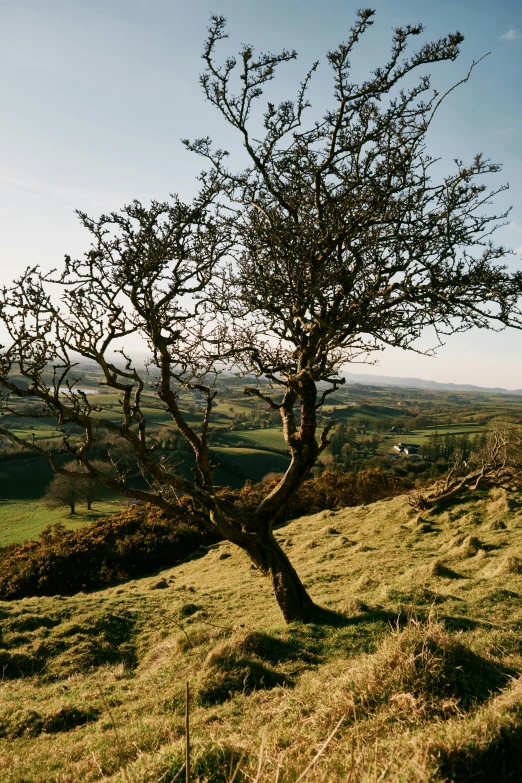a bare tree on top of a grassy hill