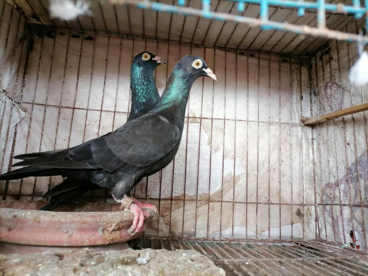 two black birds are inside a caged area