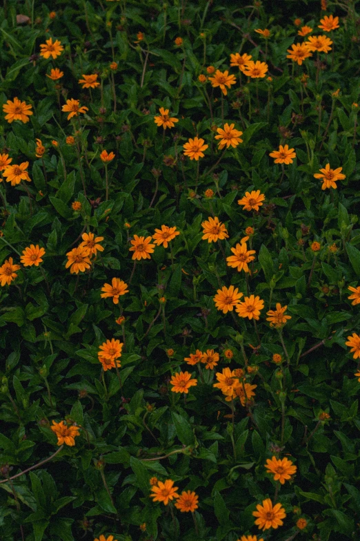 orange flowers growing in the grass on a dark day