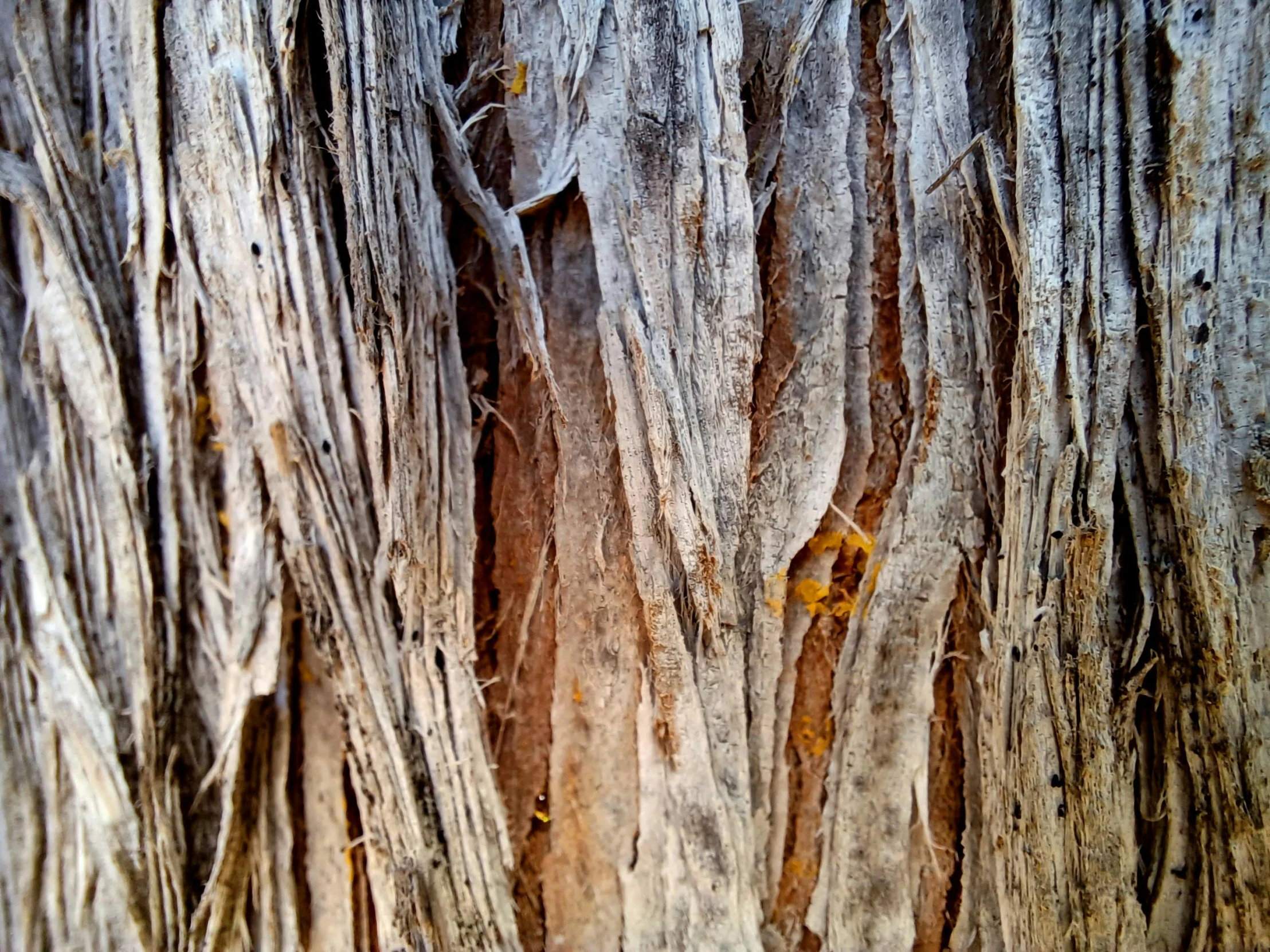 a closeup view of the bark on a tree