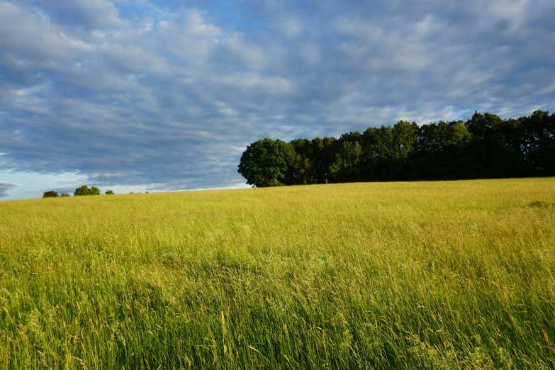 the large grassy field has trees in the distance