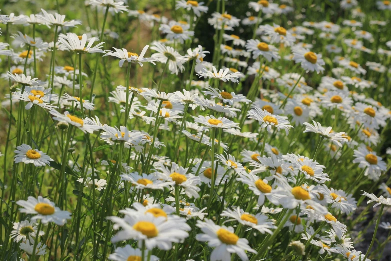 daisies and long stemmed weeds in a garden