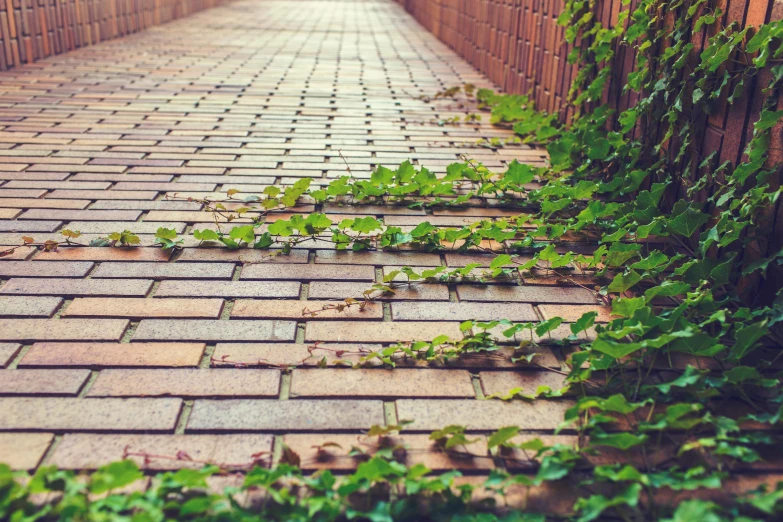 vines growing around brick road next to fence