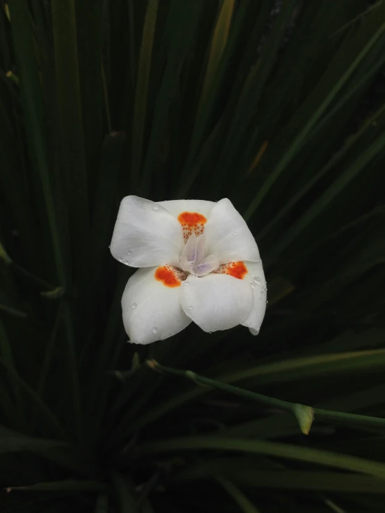 an image of a white flower with orange tips