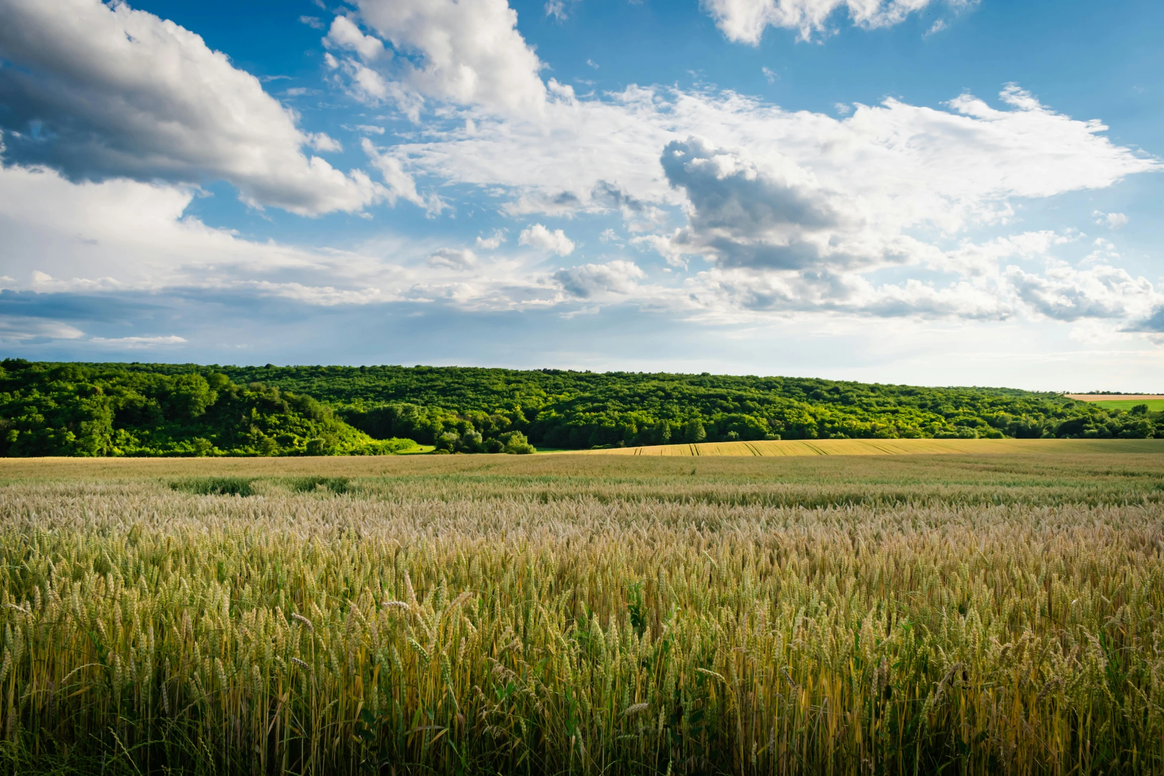 the field is empty and there are some green trees on the horizon